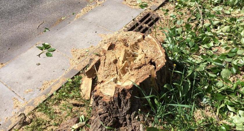 Ściętych drzew nie przywrócimy ale radnych możemy mieć nowych